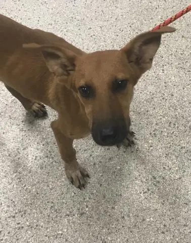 Adoptable Dog