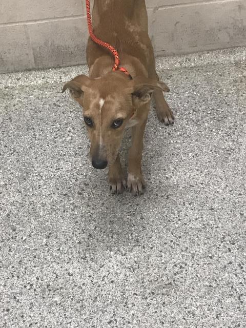 Adoptable Dog