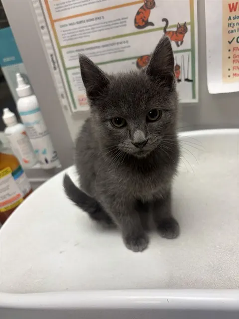 Violet