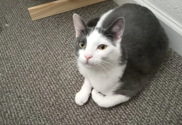 Junior