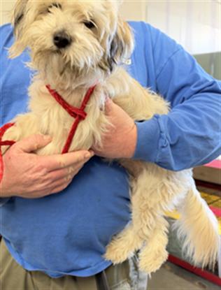 Adoptable Dog