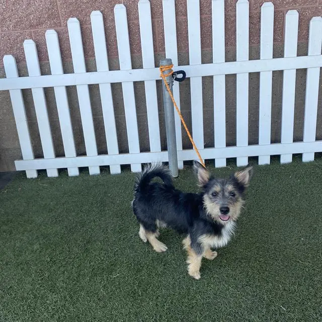 Adoptable Dog