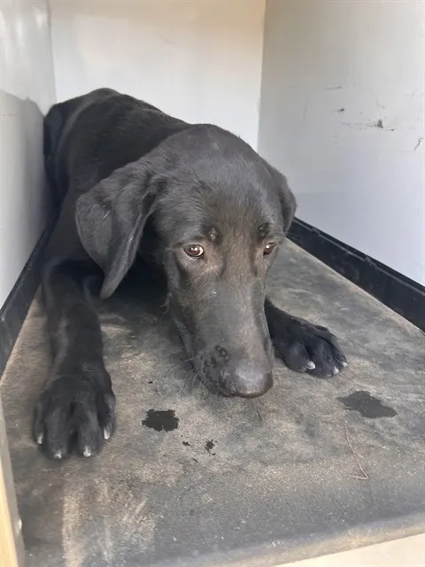 Adoptable Dog