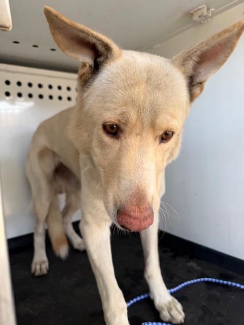 Adoptable Dog