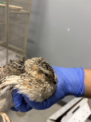 Adoptable Bird