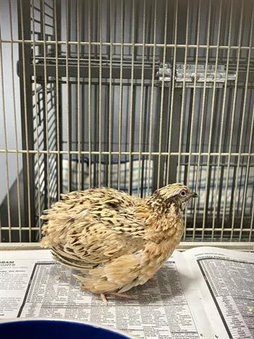 Adoptable Bird