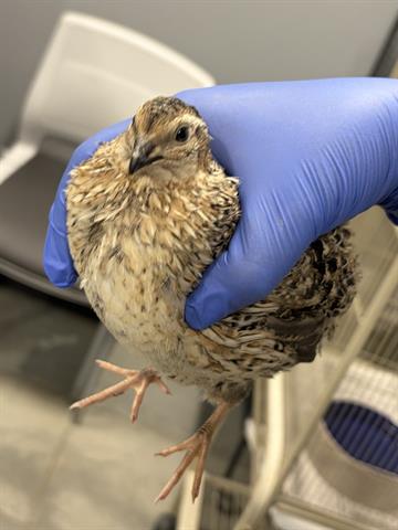 Adoptable Bird