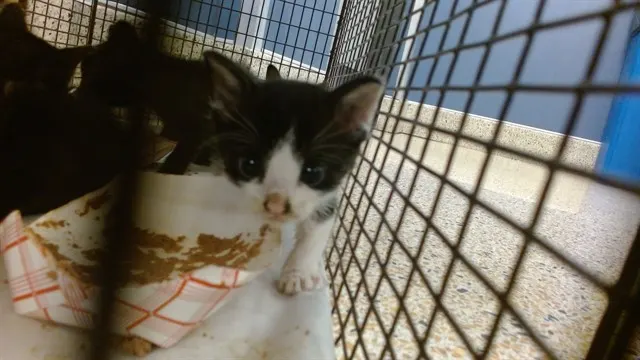 Cat 5