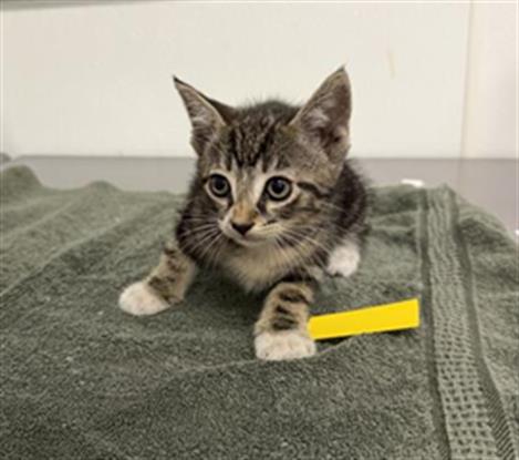 Adoptable Cat