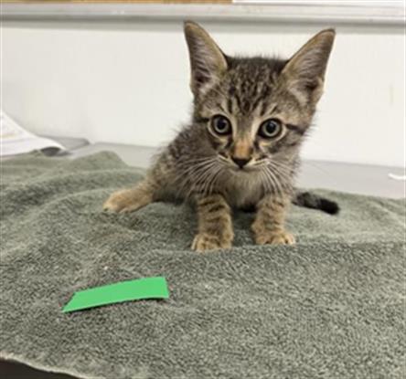 Adoptable Cat