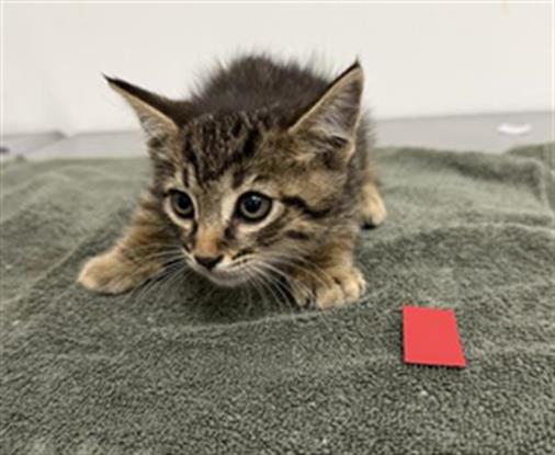 Adoptable Cat