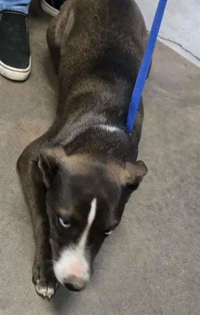 Adoptable Dog