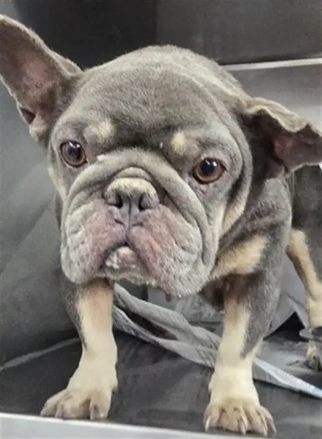 Greta