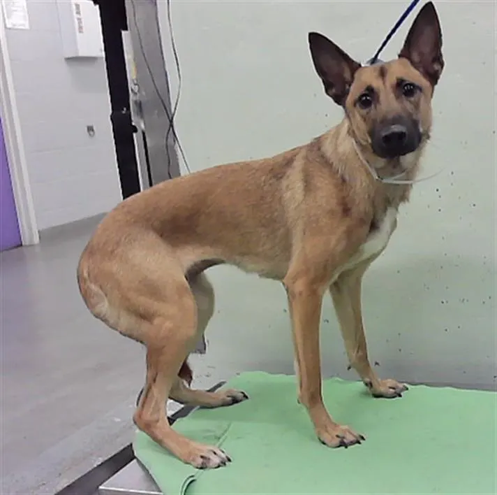 Adoptable Dog