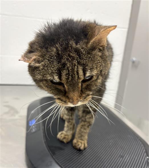 Adoptable Cat