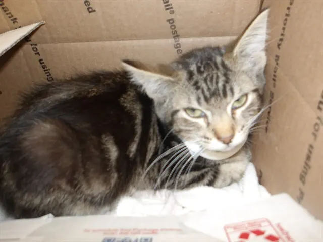 Adoptable Cat