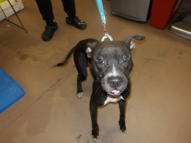 Adoptable Dog