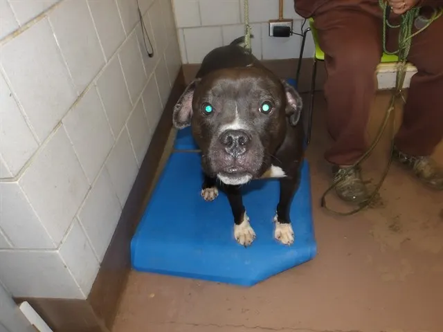 Adoptable Dog