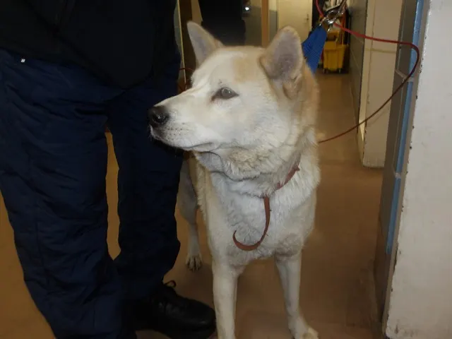 Adoptable Dog