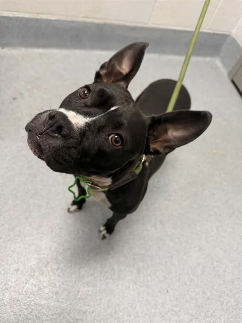 Bella