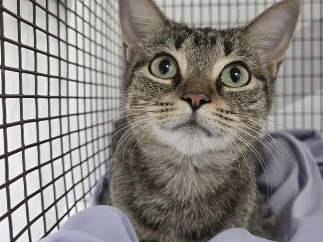 Adoptable Cat