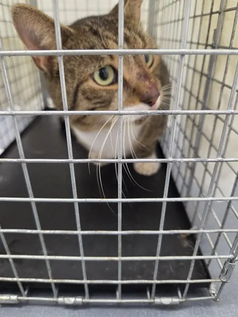 Adoptable Cat