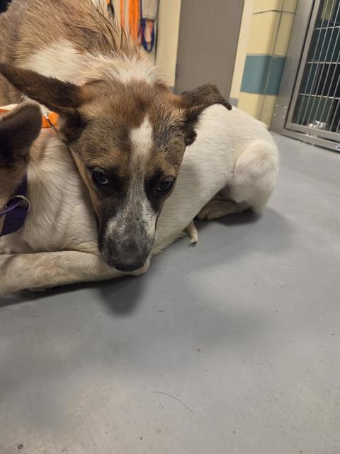 Adoptable Dog