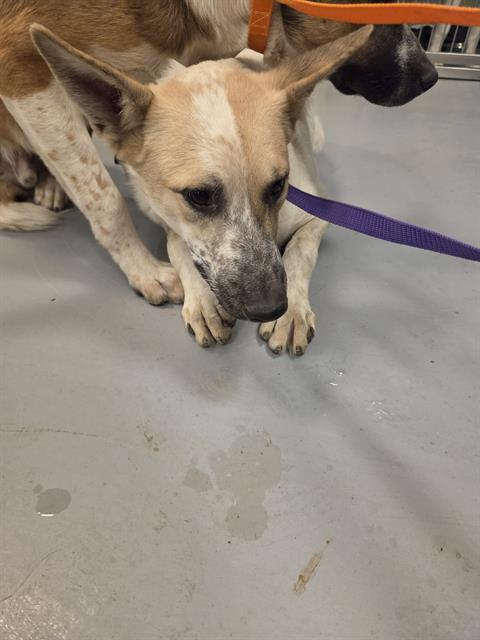 Adoptable Dog