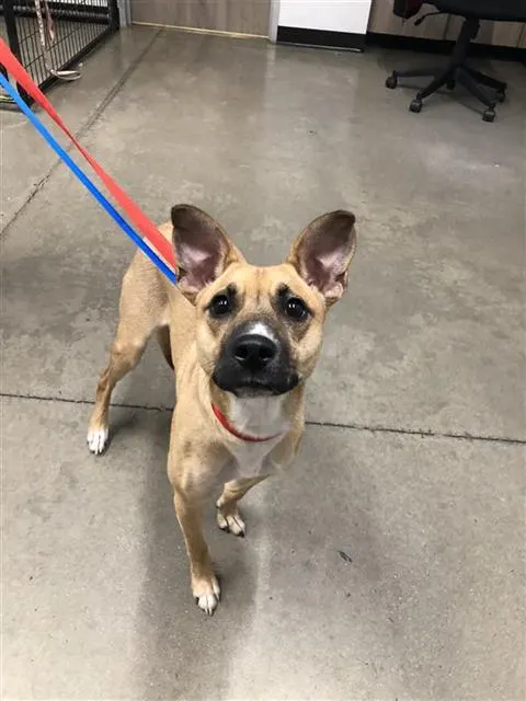 Arya