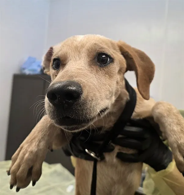Puppy