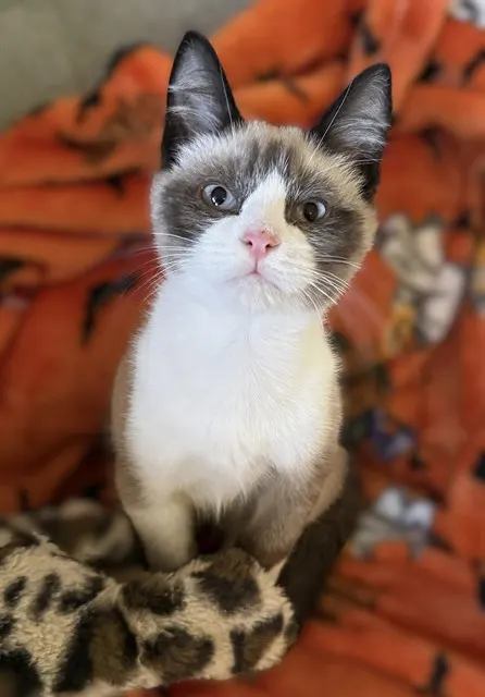 Obi