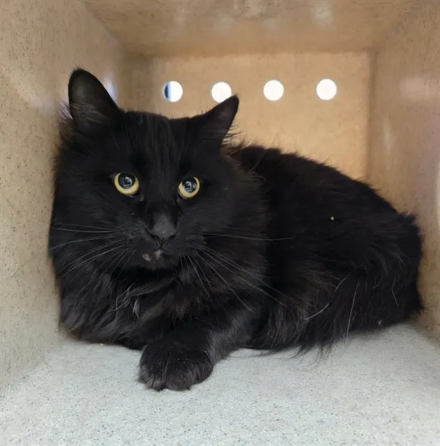 Adoptable Cat