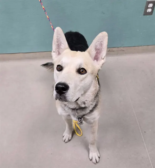 Adoptable Dog
