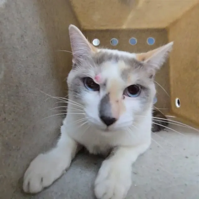 Adoptable Cat