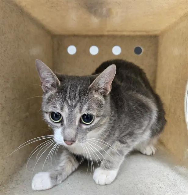Adoptable Cat