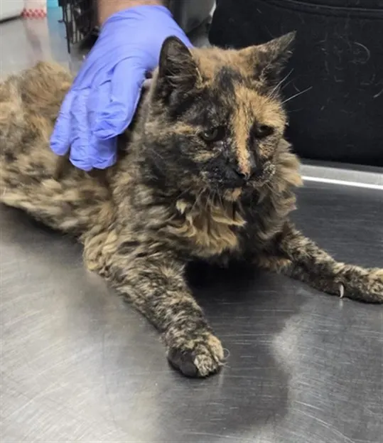 Adoptable Cat