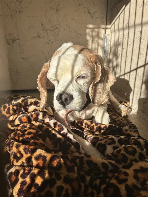 Adoptable Dog