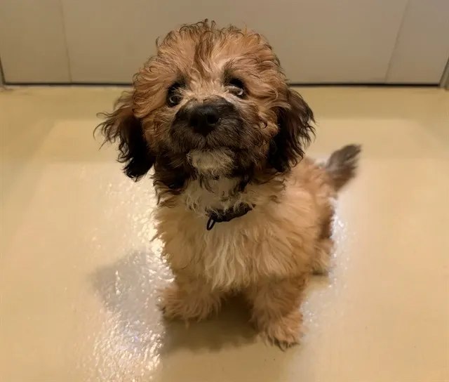 Pepper