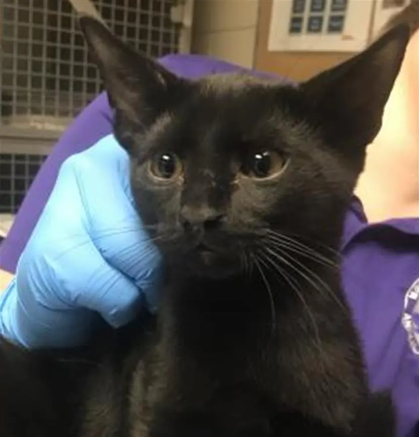 Adoptable Cat