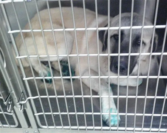 Adoptable Dog