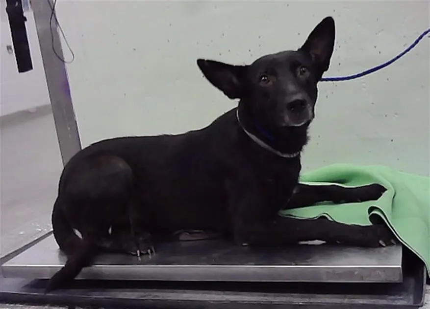 Adoptable Dog