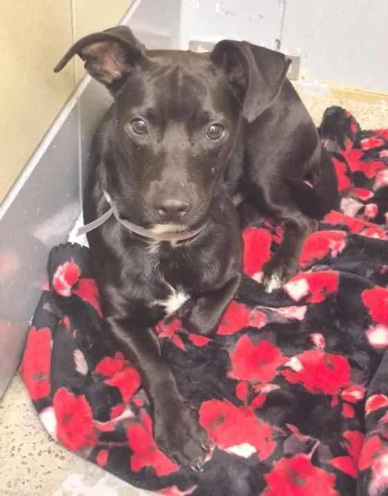Adoptable Dog