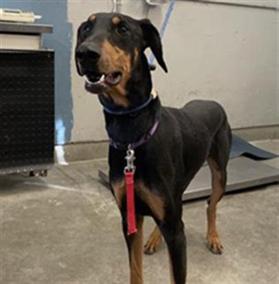 Adoptable Dog