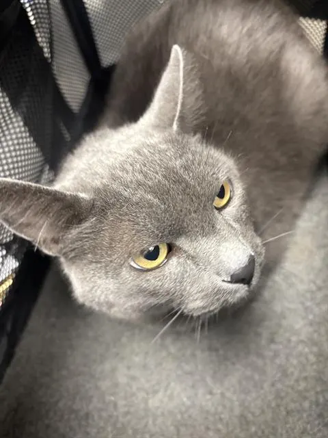 Mercury