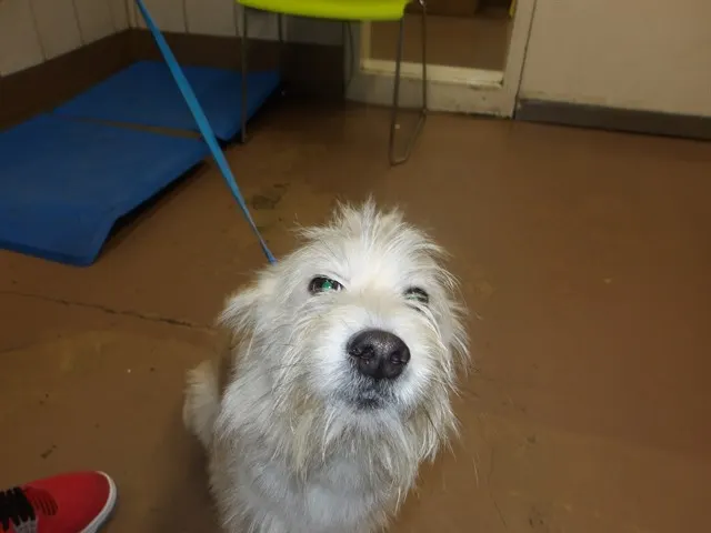 Adoptable Dog