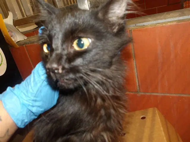 Adoptable Cat