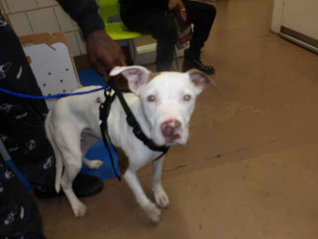 Adoptable Dog