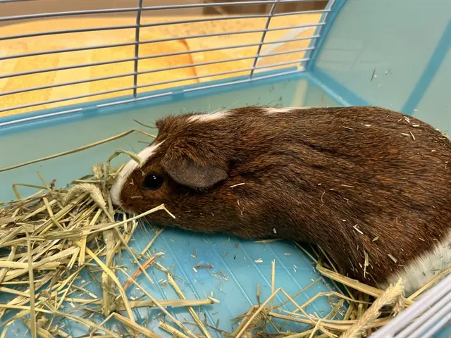 Hazel