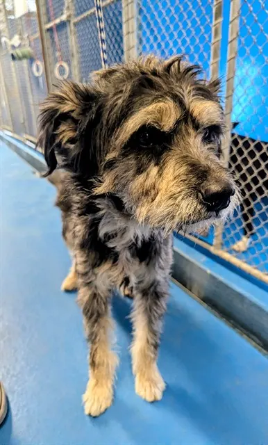 Adoptable Dog