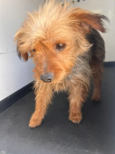 Adoptable Dog